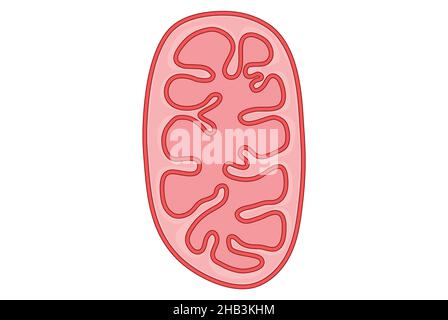Semplice illustrazione di un mitocondrio in cellula Foto Stock