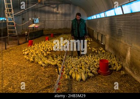 Un agricoltore cammina attraverso un fienile che ospita centinaia di anatretti al GAEC de Bérengou a Mézerville, nel dipartimento dell'Aude, in Francia. L'azienda a conduzione familiare, fondata più di 30 anni fa da Ginette e Jean-Baptiste e ora gestita da Marc e Joël Tardieu, alleva le sue anatre all'aperto nelle colline della zona di La Piège; la macellazione e la lavorazione in confit, foie gras e terrine avvengono in loco, con vendite attraverso il negozio proprio della fattoria. Il buon gusto del cassoulet si nutre anche del grasso di queste anatre. Foto Stock
