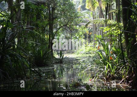 Scenario beatiful nelle zone umide tropicali monsonose vicino a Kochi , Kerala, India Foto Stock