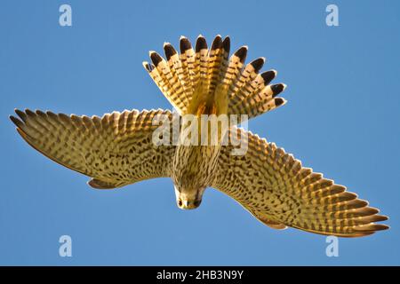 Femmina Kestrel (falco tinnunculus) che mi guarda lei come lei si libra sopra la mia testa in una bella luce, preso nel Regno Unito, Rye, East sussex 2021 Foto Stock