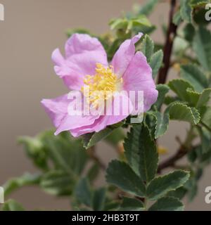 Rosa fioritura del corimbo solitario di Cimose di Interior Wildrose, Rosa Woodsii, Rosaceae, nativo dei Monti San Bernardino, Estate. Foto Stock