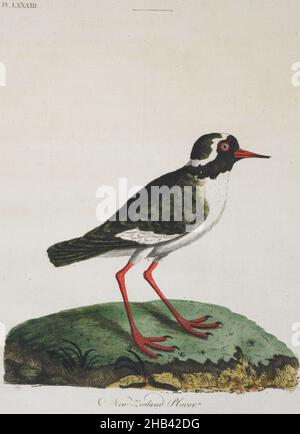 Neozelandese (Shore) Plover. Piastra LXXXIII. Dalla Storia Generale degli Uccelli, John Latham, 1821-1828, Inghilterra, incisione Foto Stock