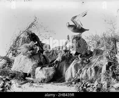 [Mutton Birds and Tuatara], studio Burton Brothers, studio fotografico, Dunedin, fotografia in bianco e nero Foto Stock