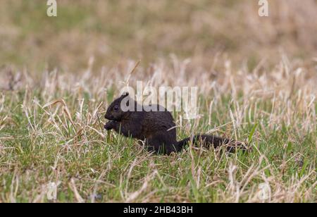 Scoiattolo grigio (morph di colore nero) nel Wisconsin settentrionale. Foto Stock