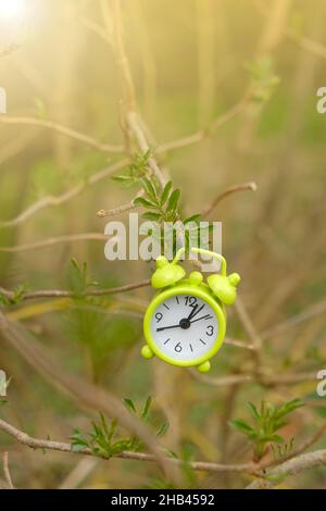 Spring time.Green sveglia su un ramo di albero con foglie verdi nei raggi della stagione sole.Primavera. Tempo di risveglio della natura Foto Stock