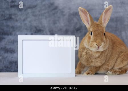 Rufus Rabbit si pone accanto al mockup bianco della cornice con il grigio peluche spazio copia di sfondo a sinistra Foto Stock