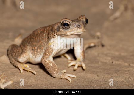 Toad (Anaxyrus punctatus), Corralitos Ranch Road, New Mexico, USA. Foto Stock