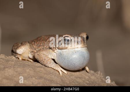 Toad (Anaxyrus punctatus), Corralitos Ranch Road, New Mexico, USA. Foto Stock