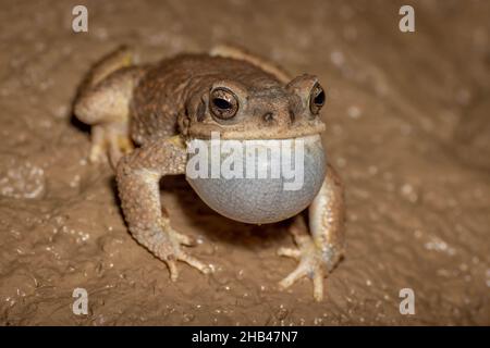 Toad (Anaxyrus punctatus), Corralitos Ranch Road, New Mexico, USA. Foto Stock