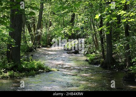 Foresta, il flusso di acqua che scorre sulle rocce e il verde lussureggiante fogliame Foto Stock