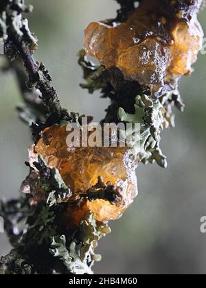 Gymnosporangium cornutum, noto come corona di rowan, fungo selvatico dalla Finlandia Foto Stock