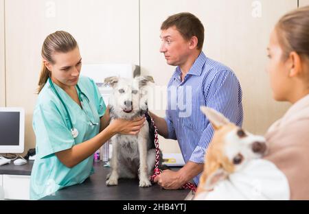 Donna vet esamina un cane in clinica Foto Stock