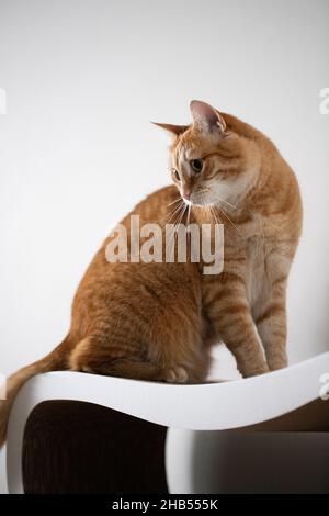 Un gatto rosso domestico si siede su una bella spilla graffiante ed è pronto per giocare. Vista frontale. Foto Stock