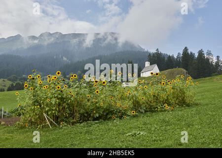 Cespuglio di girasoli vibranti in un campo luminoso grazioso circondato da alte montagne sotto un cielo soleggiato Foto Stock