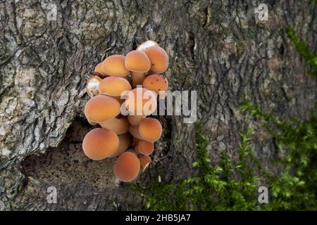 Funghi commestibili Flammulina velutipes in foresta di pianura alluvionale. Conosciuto come gambo di velluto o enokitake. Mazzo di funghi invernali che crescono sul bosco. Foto Stock