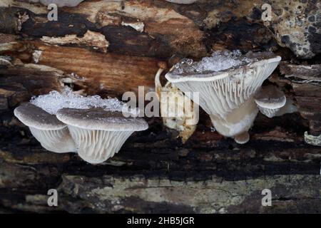Fungo commestibile Pleurotus ostreatus in foresta di pianura alluvionale. Conosciuto come fungo di ostrica, fungo di ostrica, o hiratake. Funghi invernali che crescono sul bosco. Foto Stock
