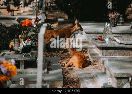 Cervi marroni che si stese a terra nel cimitero Foto Stock