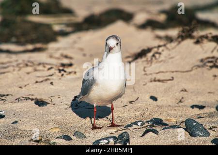 Seagull sulla spiaggia sabbiosa di zingst. Primo piano dell'uccello Foto Stock