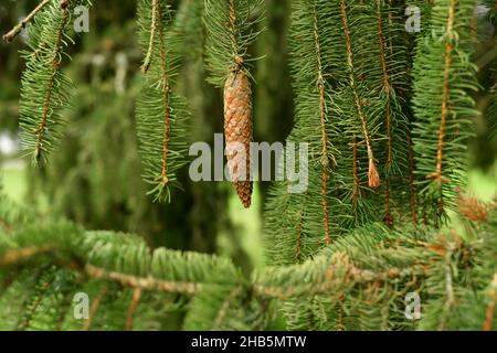 Abete piangente con cono sospeso Foto Stock