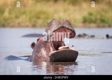 Ippopotamo (Hippopotamus amphibius) faccia con bocca aperta. Hippopotamus bocca aperta. South Luangwa National Park, Zambia, Africa Foto Stock