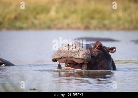 Ippopotamo (Hippopotamus amphibius) faccia con bocca aperta. Hippopotamus sott'acqua. South Luangwa National Park, Zambia, Africa Foto Stock