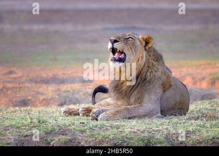 Ritratto Leone (Panthera Leo) ruggisce maschio. Sfondo sfocato Parco Nazionale dello Zambesi inferiore, Zambia Foto Stock