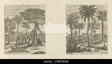 Paesaggi con alberi di mango, palme da cocco, frutta de l'ile de Java, ecc, Arbres des Indes (titolo su oggetto), Les Indes Orientales et Occidentales et autres lieux (titolo della serie), due rappresentazioni su una foglia di album. A sinistra un paesaggio con l'albero di mango. Su una scala contro l'albero un uomo sta raccogliendo i manga. Un altro uomo sta innestando: Parte dell'albero è fissata ad un altro tronco. Sulla destra raffigurazione alcune palme e un albero di cocco. Un uomo sta salendo l'albero di cocco. Con una leggenda in olandese e francese. Le stampe fanno parte di un album., tipografo: Romeyn de Hooghe Foto Stock
