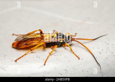 Primo piano di una vespa Ichneumon (Callajoppa Cirrogaster) appoggiata su un piatto Foto Stock