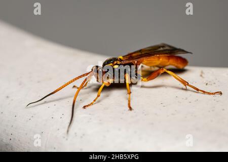 Primo piano di una vespa Ichneumon (Callajoppa Cirrogaster) appoggiata su un piatto Foto Stock
