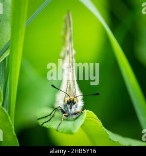 Una farfalla Apollo nuvolosa (Parnassius mnemosyne) che riposa in un prato, alpi austriache Foto Stock