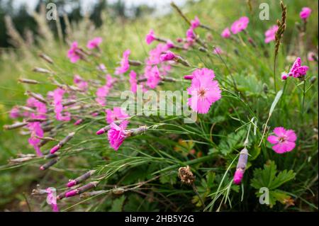 Primo piano di un fiore rosa di legno (Dianthus sylvestris) nelle alpi austriache, giorno nuvoloso in estate Foto Stock