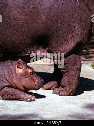 Hippopotamus anfibio bambino vicino a madre in zoo, luogo sconosciuto anni '70 Foto Stock