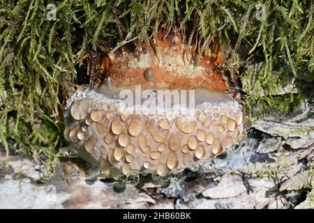 Guttation è l'essudazione di gocce di linfa xilema sulla superficie dei funghi, qui su conca con cintura rossa, Fomitopsis pinicola Foto Stock