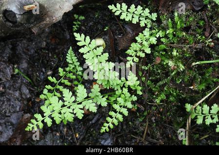 Cystopteris fragilis, noto come felce vescica fragile e felce fragile comune, pianta selvatica dalla Finlandia Foto Stock