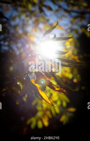 Autunno foglie di faggio decorare una bella natura bokeh sfondo Foto Stock