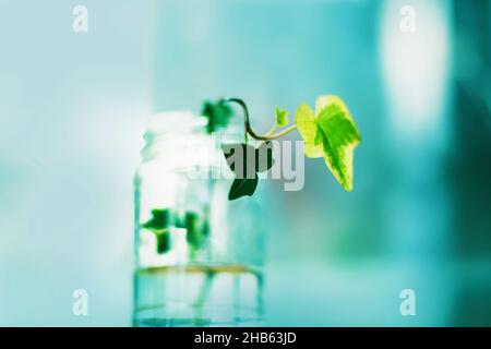 Un rametto di edera sottile e ricurvo con giovani foglie verdi germogli in un vasetto trasparente con acqua. Coltivando piante interne in casa. Foto Stock