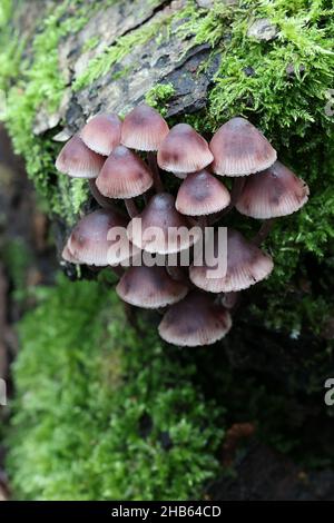 Mycena haematopus, comunemente noto come il sanguinamento fata casco il cofano burgundydrop, o lo spurgo Mycena Foto Stock