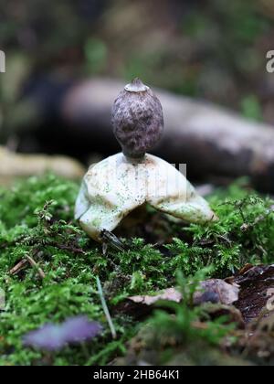 Geastrum quadrifidum, noto come stella di terra rasata o stella di terra a quattro piedi, fungo selvatico dalla Finlandia Foto Stock