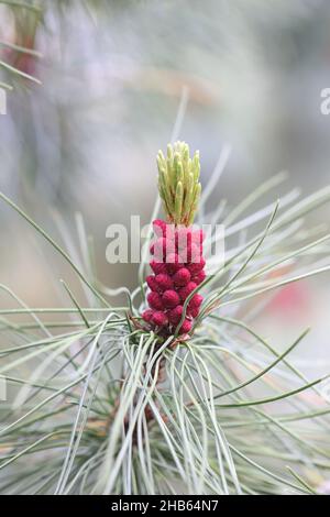 Pinus pumila, comunemente noto come pino nana siberiano, pino nana siberiano o pino nana Foto Stock