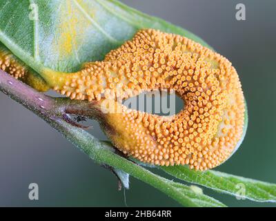 Puccinia coronata, nota come fungo della ruggine della corona, che infetta Frangula alnus, nota come fibbio dell'ontano Foto Stock