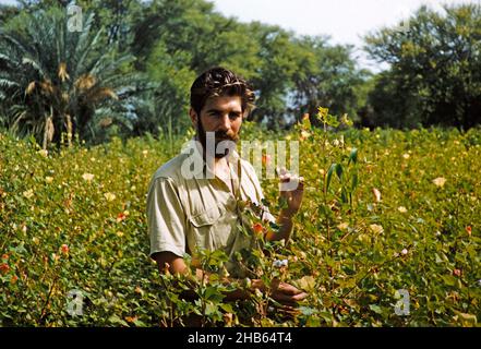 Agricoltore dell'Europa occidentale in campo agricolo che ispeziona la coltura di cotone, Pakistan 1962 Foto Stock