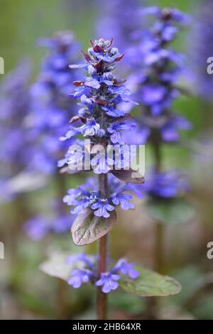 Ajuga reptans, comunemente noto come buga blu, bugleherb, bugleweed strisciante o carpetweed Foto Stock