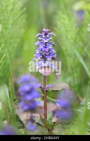 Ajuga reptans, comunemente noto come buga blu, bugleherb, bugleweed strisciante o carpetweed Foto Stock