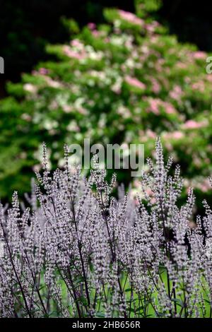 Nepeta nuda, menta verde, forma verticale, nepeta, giardino asciutto, giardino ghiaia, fiori, fioritura, giardini, RM Floral Foto Stock