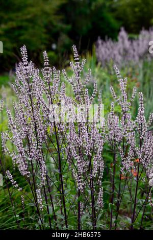 Nepeta nuda, menta verde, forma verticale, nepeta, giardino asciutto, giardino ghiaia, fiori, fioritura, giardini, RM Floral Foto Stock