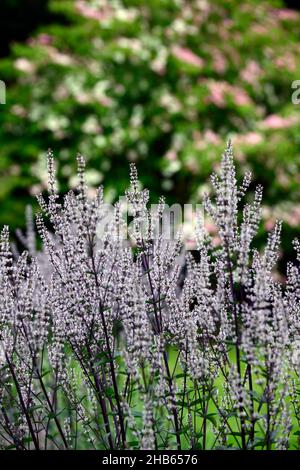 Nepeta nuda, menta verde, forma verticale, nepeta, giardino asciutto, giardino ghiaia, fiori, fioritura, giardini, RM Floral Foto Stock