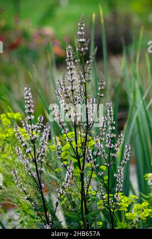 Nepeta nuda,catmint,forma eretta,nepetas,giardino asciutto,giardino di ghiaia,fiori,fioritura,giardini,euforbia seguieriana subsp niciciana sullo sfondo,bianco Foto Stock