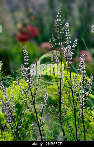 Nepeta nuda,catmint,forma eretta,nepetas,giardino asciutto,giardino di ghiaia,fiori,fioritura,giardini,euforbia seguieriana subsp niciciana sullo sfondo,bianco Foto Stock