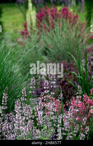 Nepeta nuda,catmint,forma verticale,nepetas,giardino asciutto,giardino di ghiaia,fiori,fioritura,giardini,letto misto,bordo misto,piante perenni miste,com di impianto misto Foto Stock