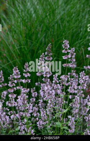 Nepeta nuda,catmint,forma verticale,nepetas,giardino asciutto,giardino di ghiaia,fiori,fioritura,giardini,letto misto,bordo misto,piante perenni miste,com di impianto misto Foto Stock